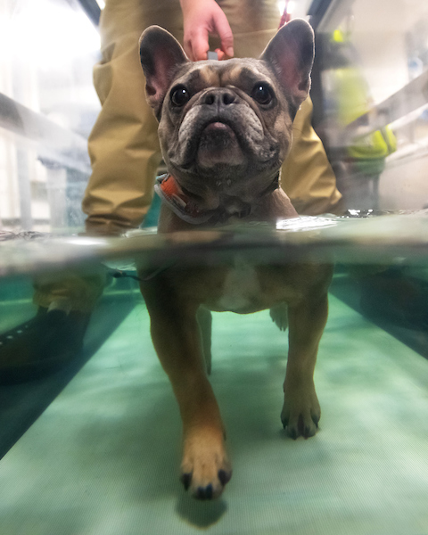 Dog in therapy pool