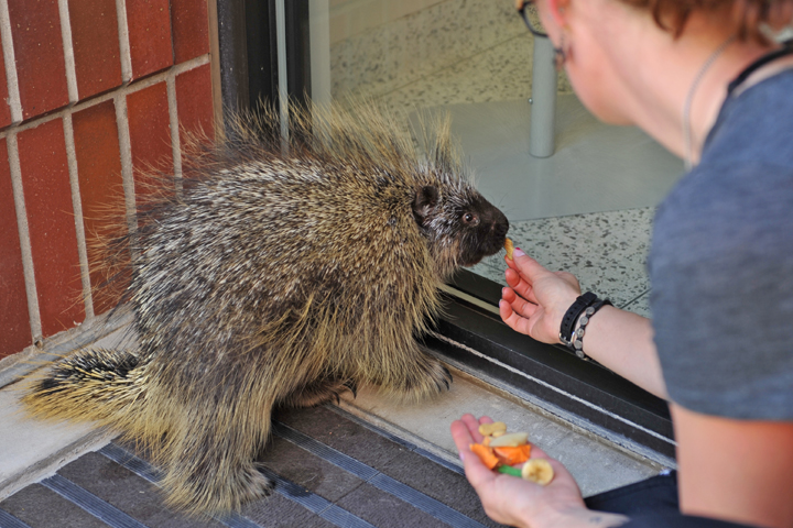 Porcupine eating snacks from the hand.
