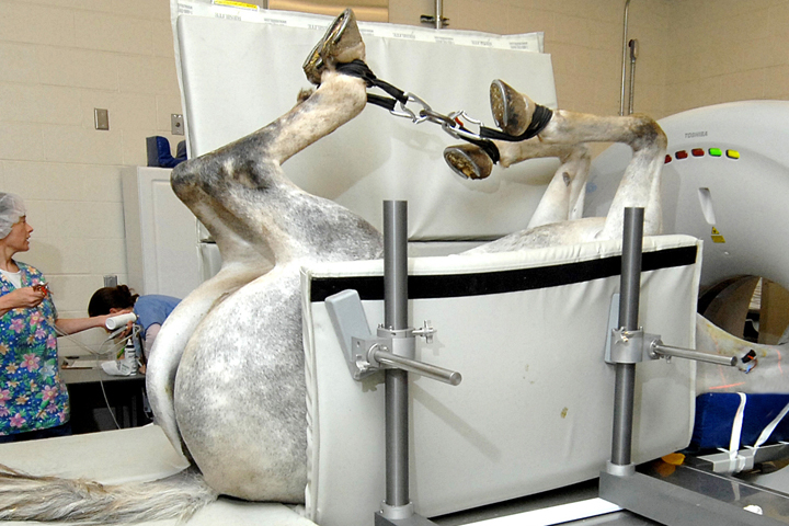 "Tari," [pronounced TAR-ee] a 10 year-old registered Quarterhorse mare undergoes a spiral CT scan to examine a mass near one of her carotid arteries. She is sedated,, secured safely, and upside down.