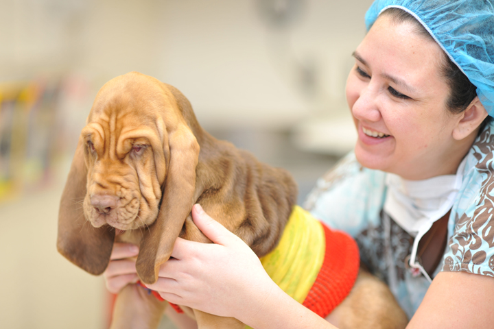Nina with a young Bloodhound.