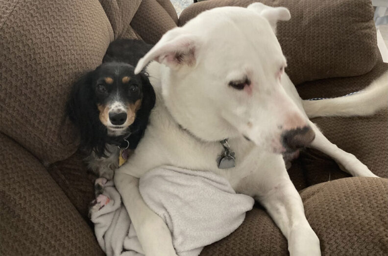 Winnie, left, and Barry, right, snuggled on a brown couch.