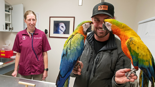 Parrots in treatment room