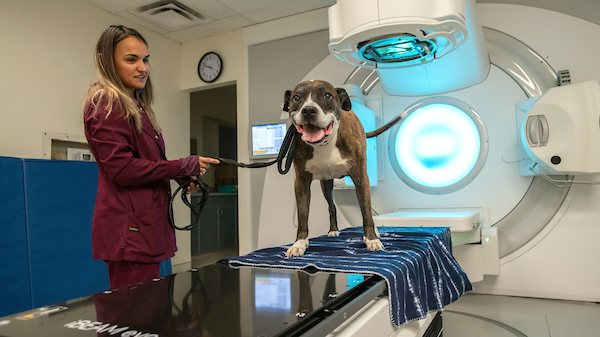 Dog in Linear accelerator