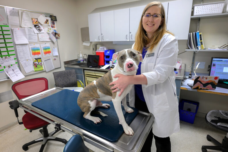 Bettina Darveshi, of the Small Animal Emergent Surgery Service at the Veterinary Teaching Hospital in Washington State University's College of Veterinary Medicine, poses for a photo with Sprout, a dog who was being examined ahead of a future surgery.
