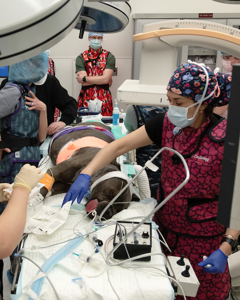 A team of WSU veterinary workers prepare Gracie, a cane corso mastiff dog, for surgery to implant a heart pacemaker.