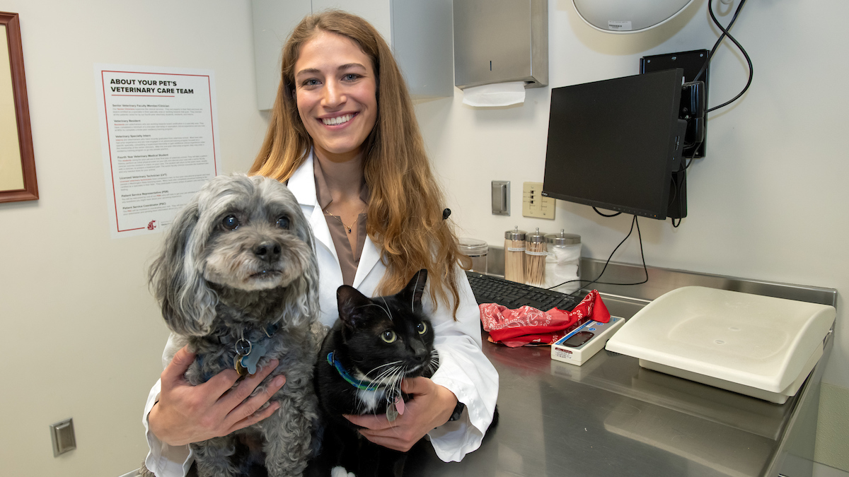 Dog and cat with veterinarian