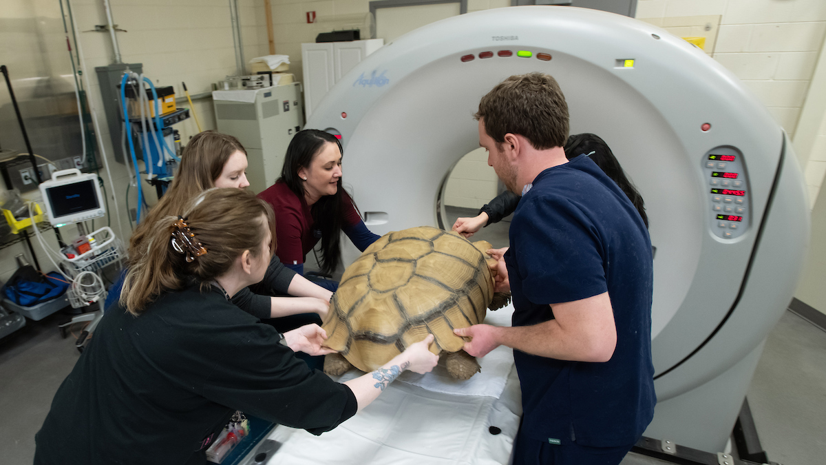 Tortoise in MRI