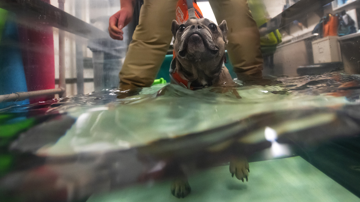 Dog in therapy pool