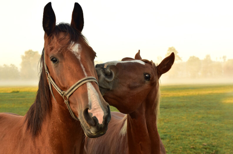 Two horses in a pasture, one is nuzzling the other.