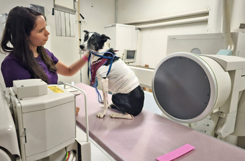 Small animal surgery resident Dr. Joanna Acost holds Ace during a swallow study to confirm his throat injury had properly healed.