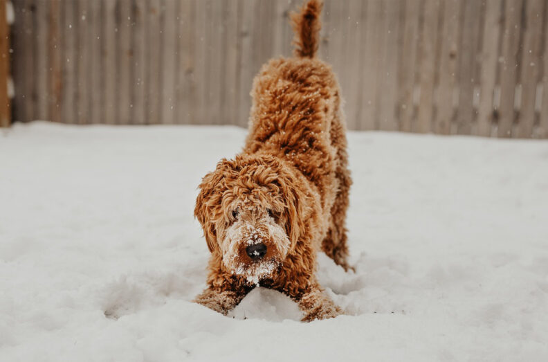 Labradoodle playing in the snow. Image by z75217 from Pixabay.