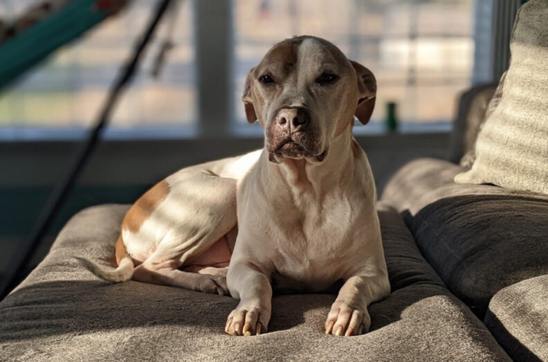 A year after a life-threatening health crisis, 10-year-old pit bull Thorton is laying on the couch as his home.