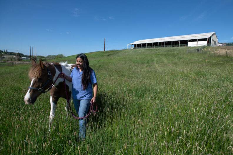 Naomi Macias, a veterinary technologist in the theriogenology department at Washington State University's College of Veterinary Medicine, leads a horse during a pasture visit on Thursday, May 16, 2024, at a newly repurposed facility near campus in Pullman. Equine reproductive services are expanding at WSU’s Veterinary Teaching Hospital to offer new procedures and options for horse owners throughout the region.
