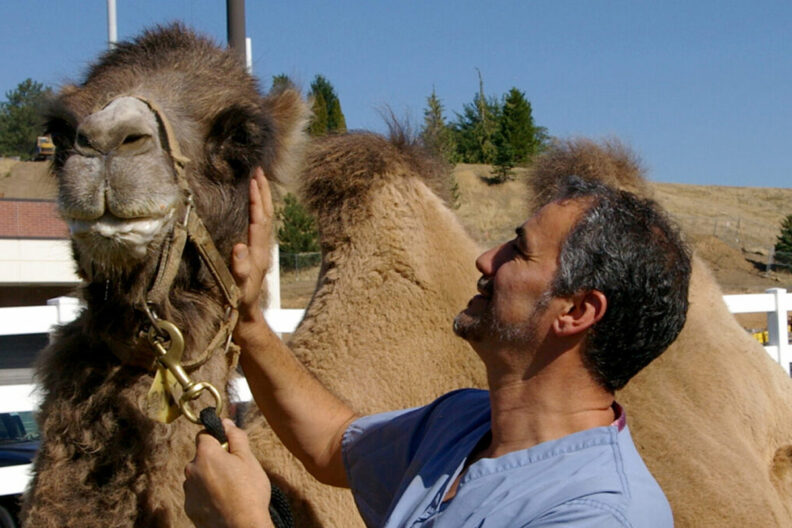 Ahmed Tibary examines a Bactrian (two-humped) camel at the WSU-Veterinary Teaching Hospital.