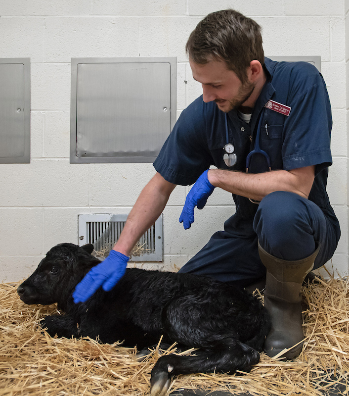 Braden Corigliano, a fourth-year student in Washington State University's College of Veterinary Medicine, examines a calf that was born during a terminal C-section delivery.