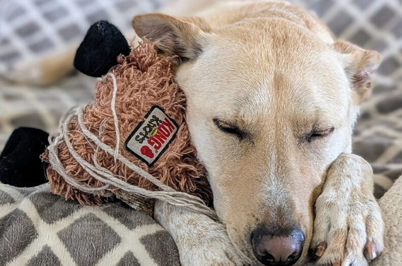 Teddy, asleep while snuggling with a favorite toy.