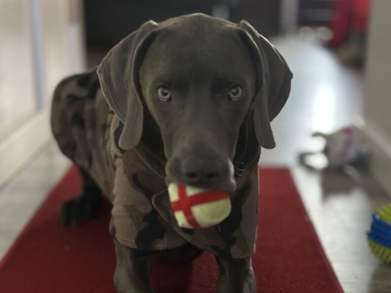 Weimaraner sits with a ball in its mouth.