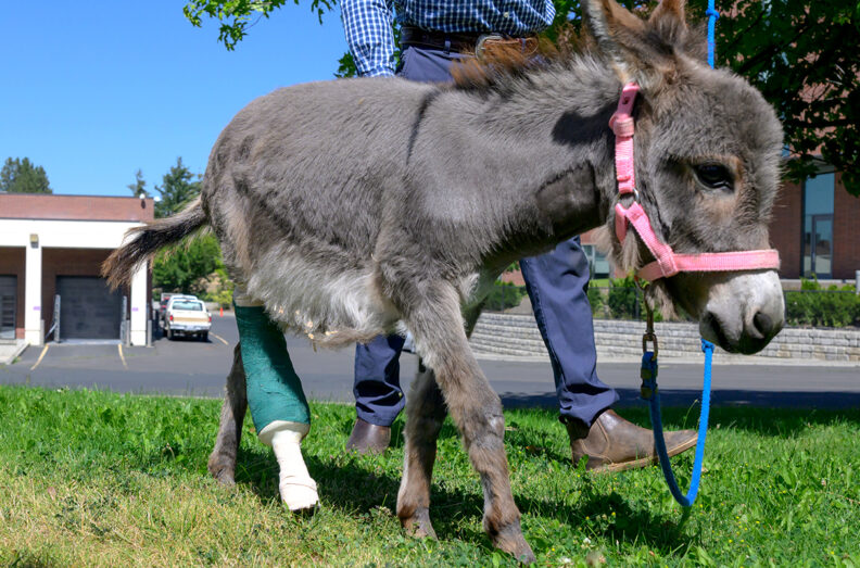 Elsa, a miniature donkey, being walked in the grass outside the Veterinary Teaching Hospital. She's wearing a pink halter.