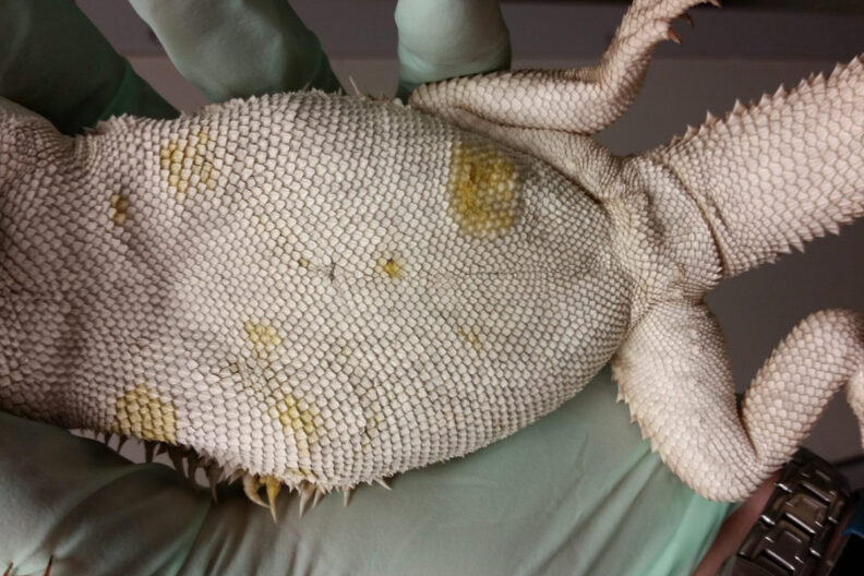 The belly of a bearded dragon infected with yellow fungus is shown.