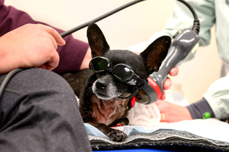 Small black dog with large ears wearing protective tinted goggles while a vet passes a wand instrument over her.