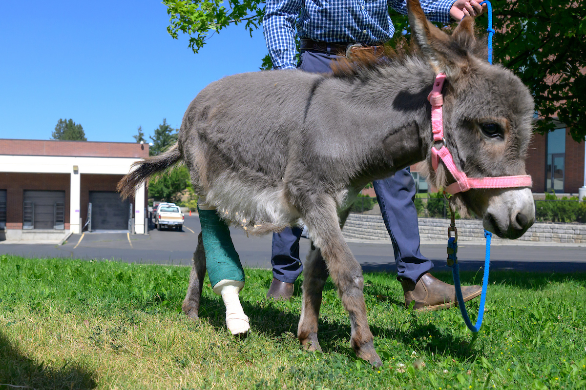 Donkey walking in grass
