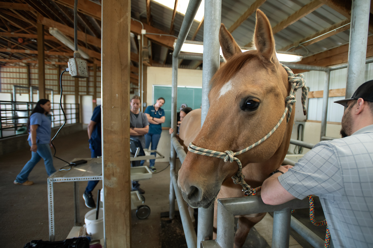 Veterinarian accessing reproductive stage of mare