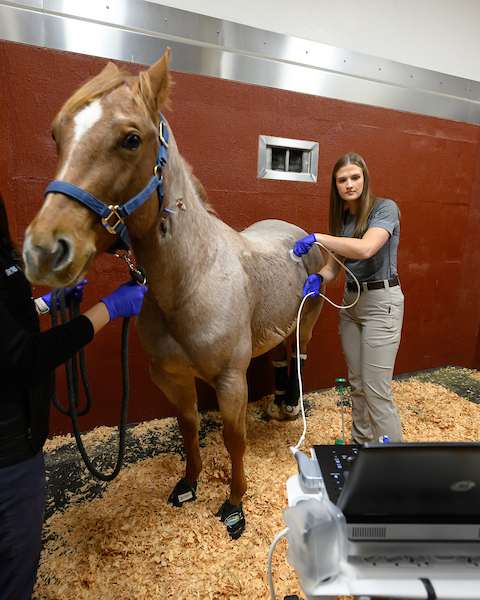 Horse getting ultrasound
