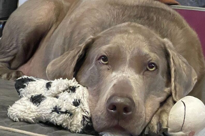 Close up of Clarice laying on the floor with her head resting on a stuffed toy.