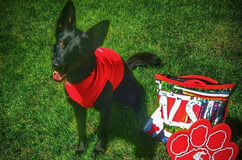 Umber sitting on green grass, next to some WSU gear.