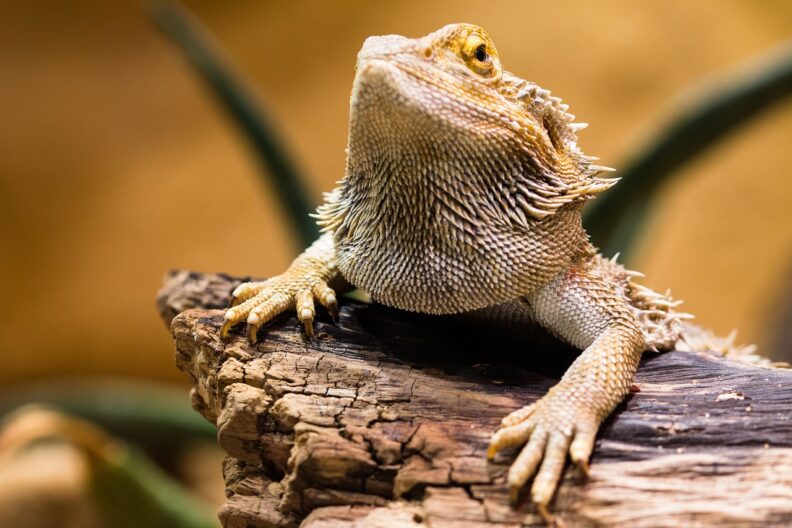 A bearded dragon rests on a piece of wood.
