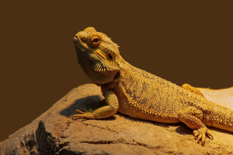 A bearded dragon basks on a rock.