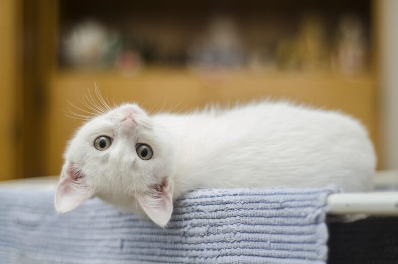 A white kitten looks at the camera.