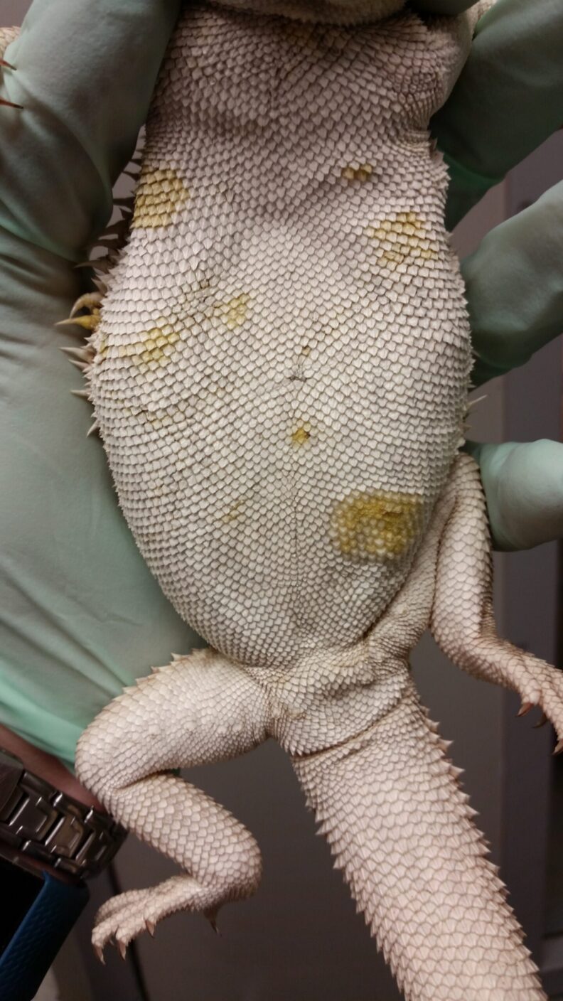 The belly of a bearded dragon infected with yellow fungus is shown.