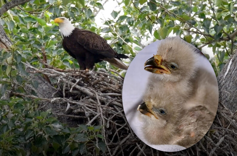 Adult bald eagle perched on a branch, with an inset photo of the two chicks.
