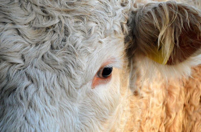 Close up of cow's face. Can only see half of face, one eye and one ear.
