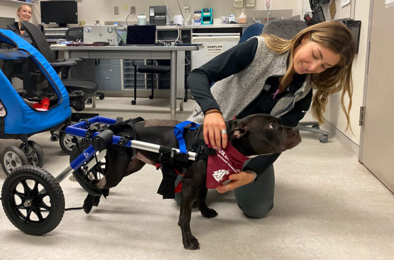 Dog with veterinarian
