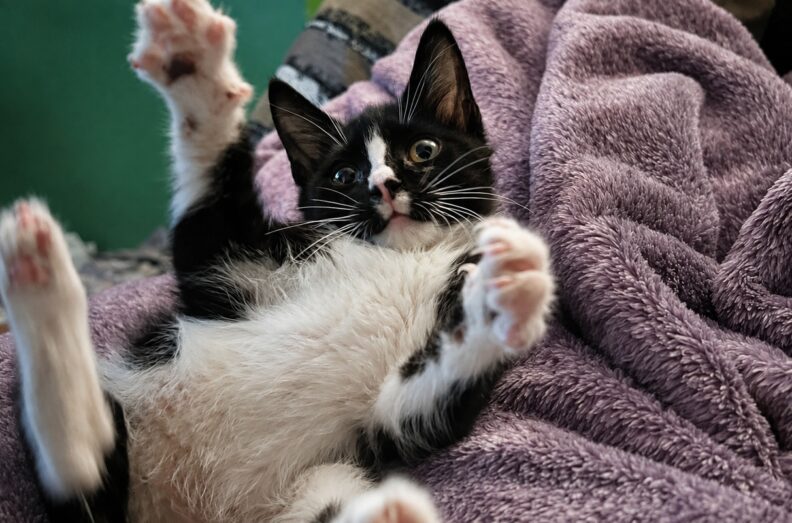 Spot, on his back with all four paws stretched out in a playful manner.