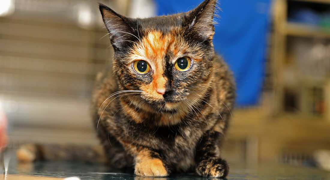 Close up of calico cat on exam table.