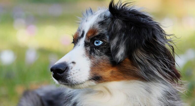 Australian shepherd