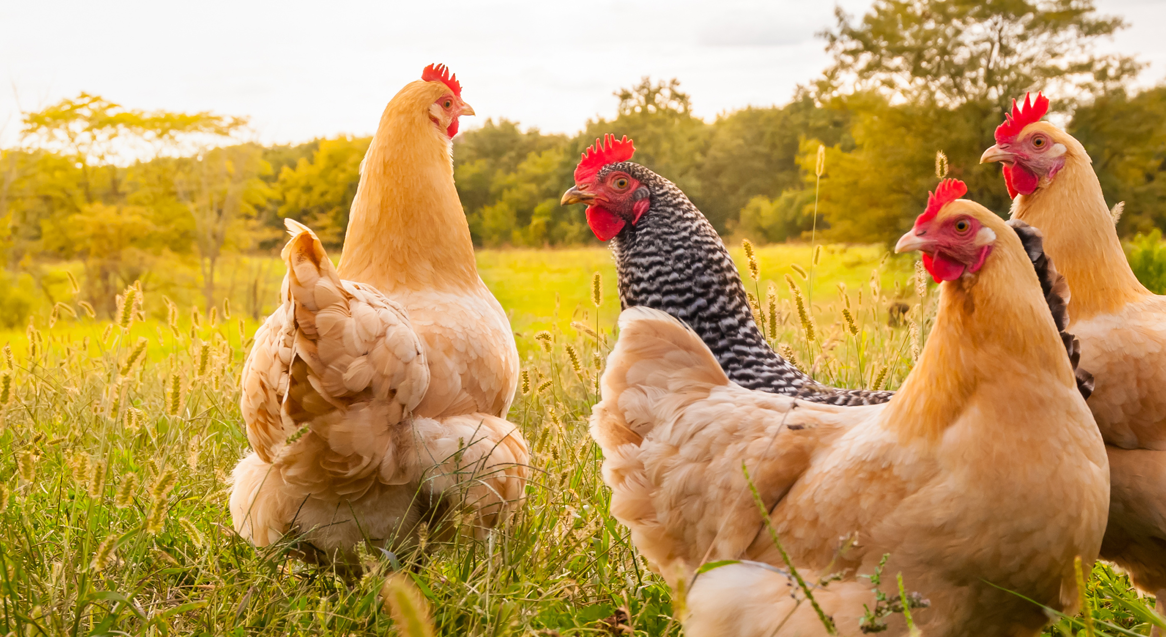 Chickens in a grassy field on a sunny day.