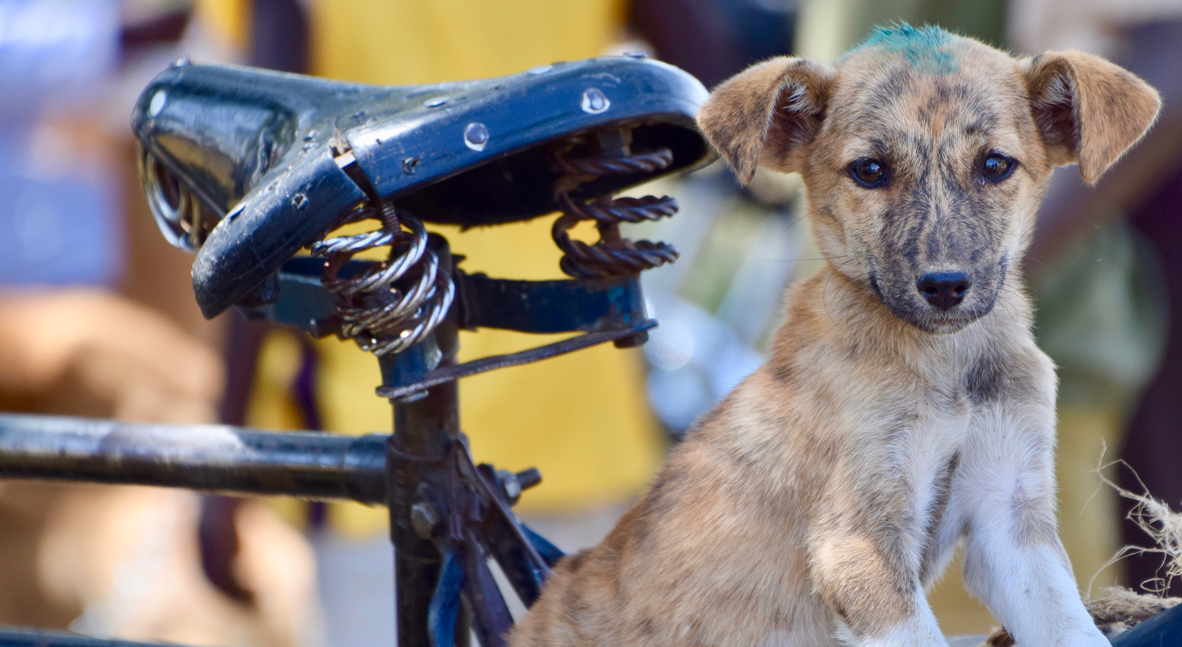 Puppy sitting next to a bicycle.