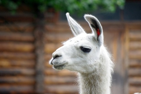 llama