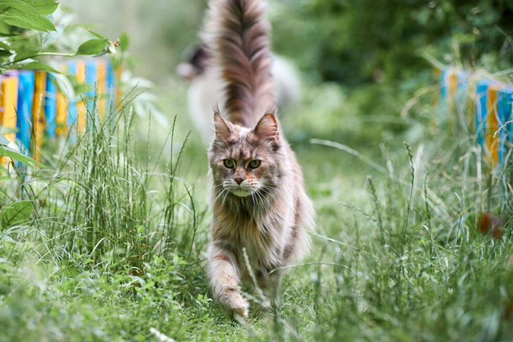 Main Coon in grass