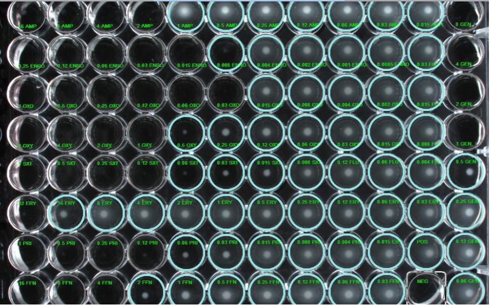 Antimicrobial susceptibility plate used for antimicrobial susceptibility testing.