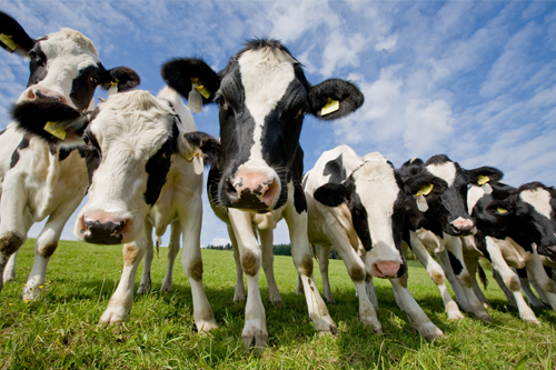 Dairy cows in field