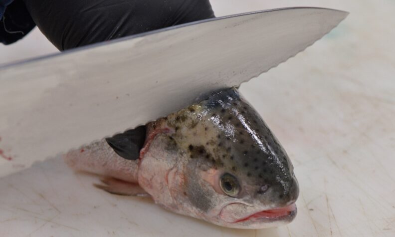 Dead fish with knife held on the top of head aligned with the gills.
