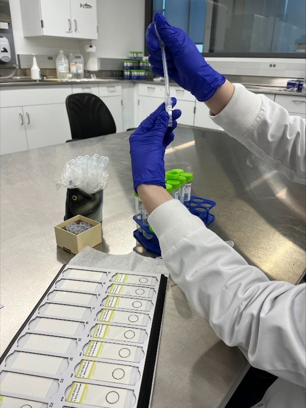 Slides being prepared for staining and subsequent microscopic evaluation.