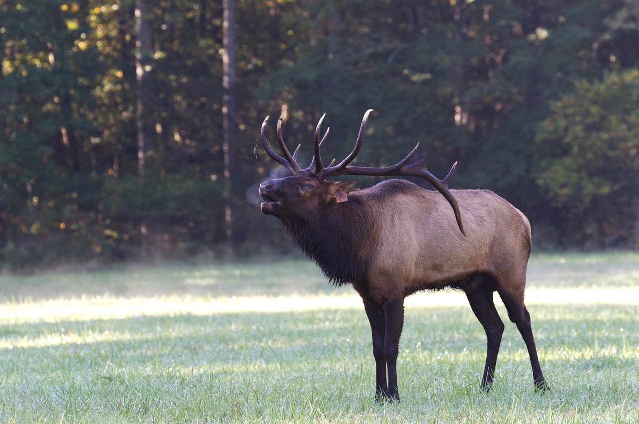 Bull Elk