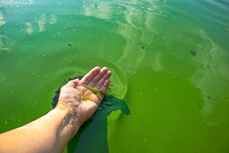 Someone cupping water with blue-green algae in their hand.