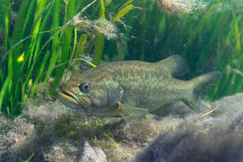 A large Largemouth Bass (Micropterus salmoides) waits for prey to ambush near the bottom of a central Florida spring.